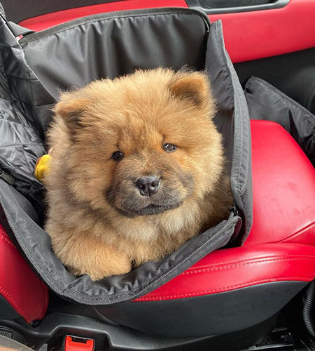Simba